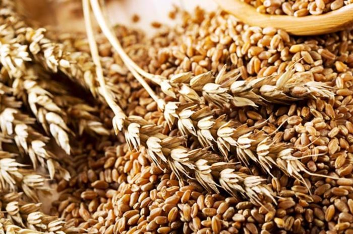 В Херсонской области захватчики скупают зерно за бесценок