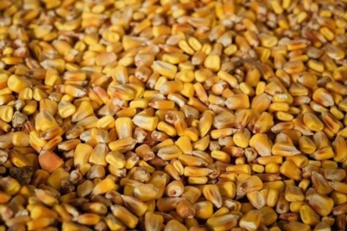 Урожай кукурудзи в Молдові втрачений майже на 90%