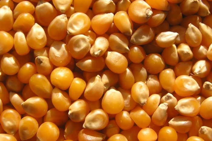 В портах Украины кукуруза стала дороже пшеницы