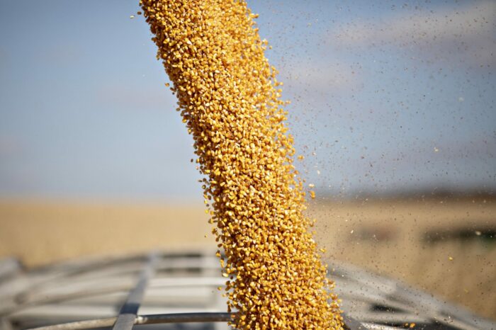 Украина экспортировала более 3 млн тонн зерна в новом сезоне