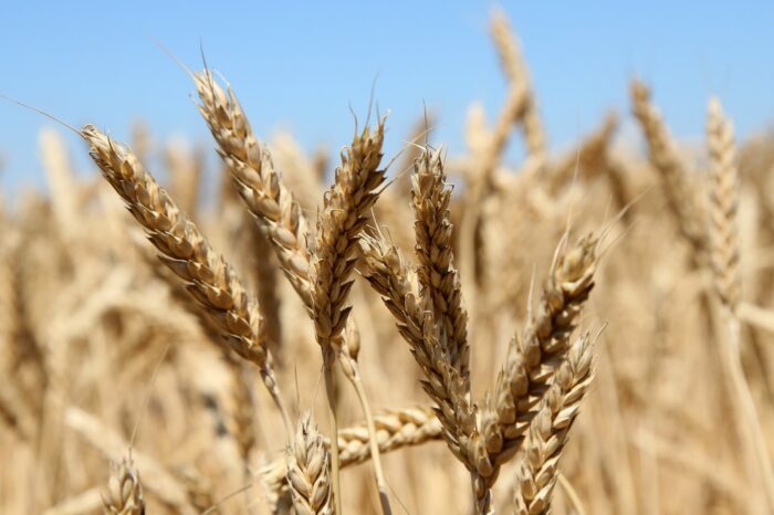 Экспорт пшеницы может превысить 24 млн тонн