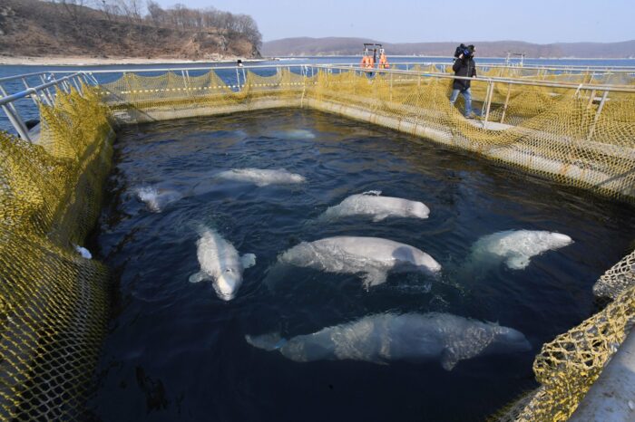 В РФ ликвидировали плавучую «китовую тюрьму»