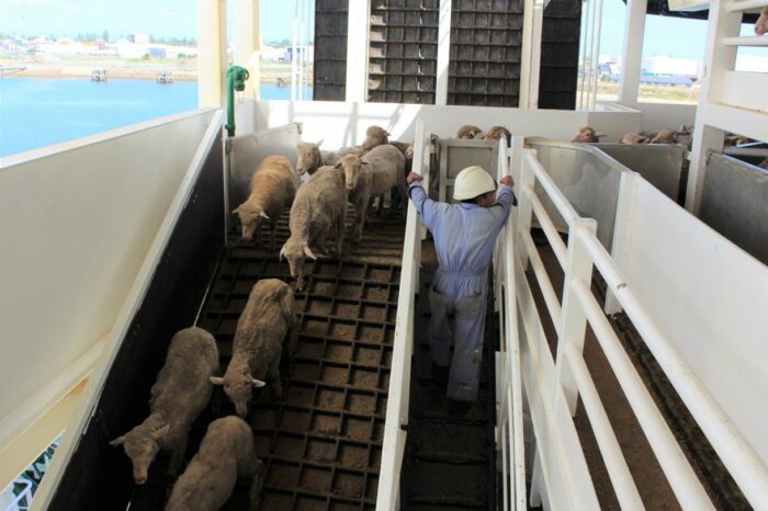 Скотовоз с тысячами живых овец затонул в Красном море