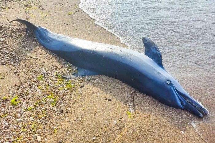 Дельфіни у Чорному морі продовжують гинути через росіян