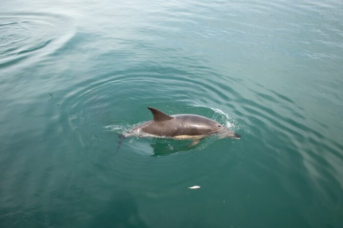 Прокуратура розслідує масову загибель дельфінів у Чорному морі