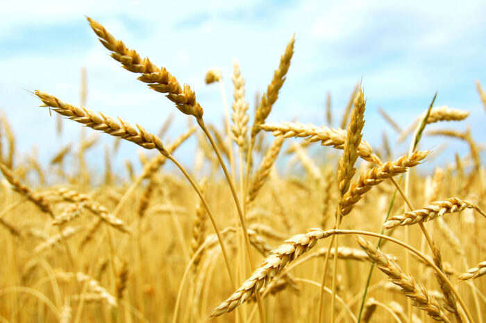 Україна експортувала понад 1 млн тонн пшениці за місяць