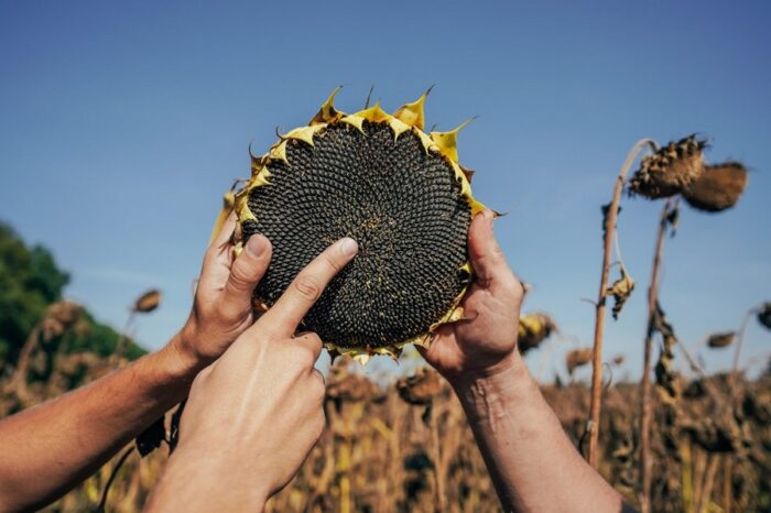 Експорт соняшника з України може сягнути 3 млн тонн