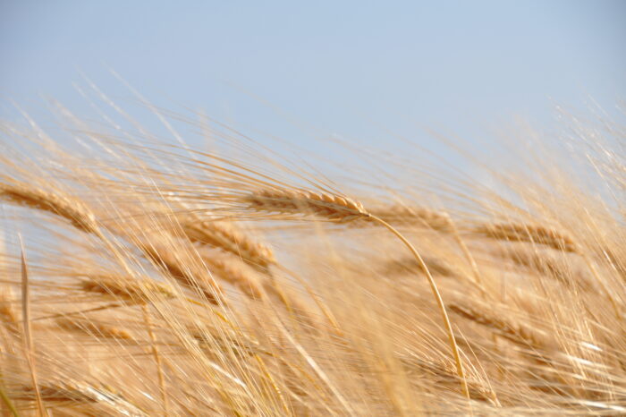 Україна посіла 9 місце в рейтингу світових виробників пшениці