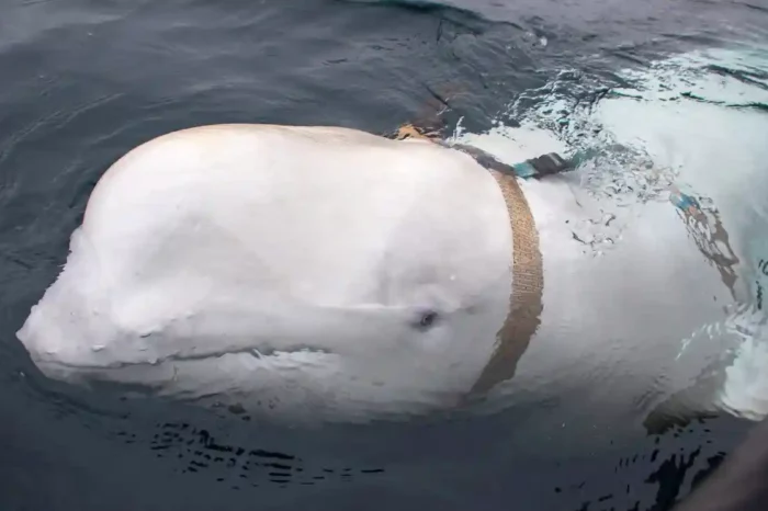 Російського «кита-шпигуна» хочуть прихистити у Норвегії
