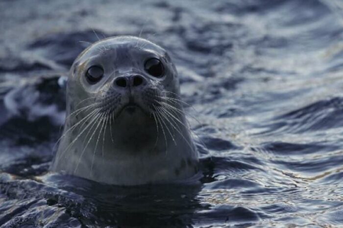 Екоцид через рф: на березі Каспійського моря знайшли тіла понад 2 тисяч тюленей