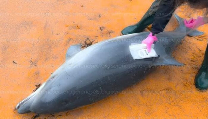 Понад 100 дельфінів загинули у квітні через дії рф у Чорному морі