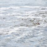 Українські прикордонники випустили в Дунай тисячі риб Червоної книги (фото)